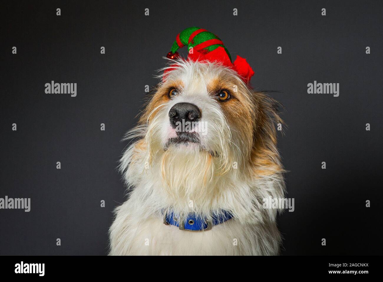 Scruffy Dog With Big Brown Eyes In Christmas elf party hat Stock Photo