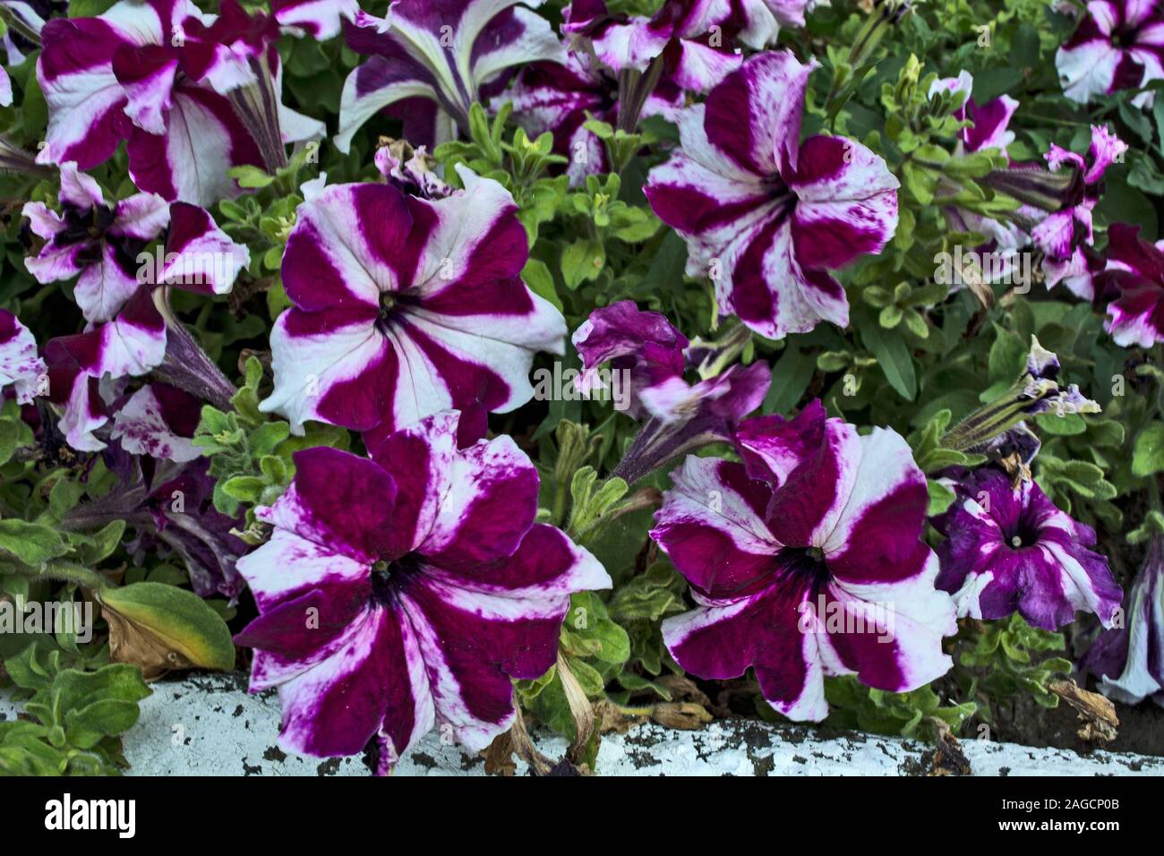 Decorative flowers red-white petunias illuminated by the sun Stock