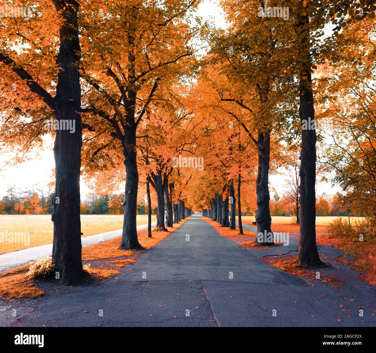 Beautiful romantic alley in a park with colorful trees, autumn ...
