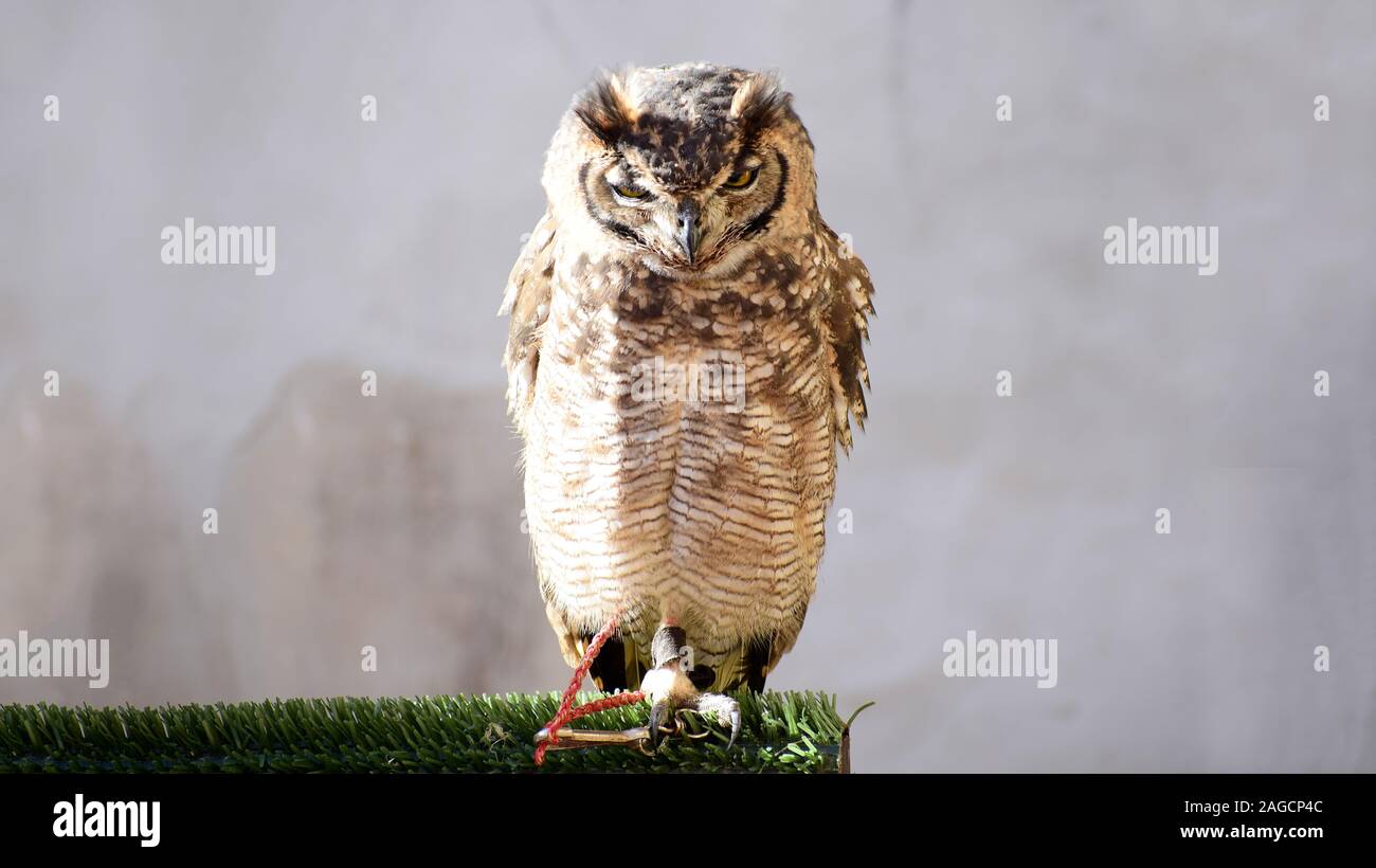Little Owl captive in Spain. Owl on a chain at daylight in an ambulant Zoo. A prisoner little owl is a toy for people. Owl close-up Stock Photo