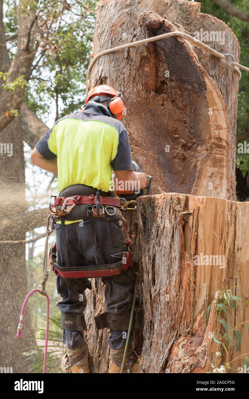 An arborist tree lopper with equipment around his waist, wearing high-vis PPE, chainsawing a large Blackbutt Eucalyptus tree in Sydney Australia Stock Photo