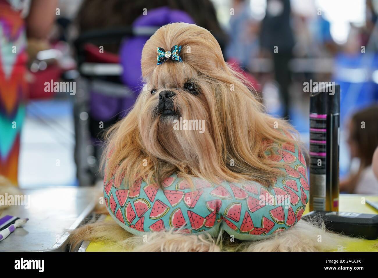 Shih Tzu Dog Show High Resolution Stock Photography and Images Alamy