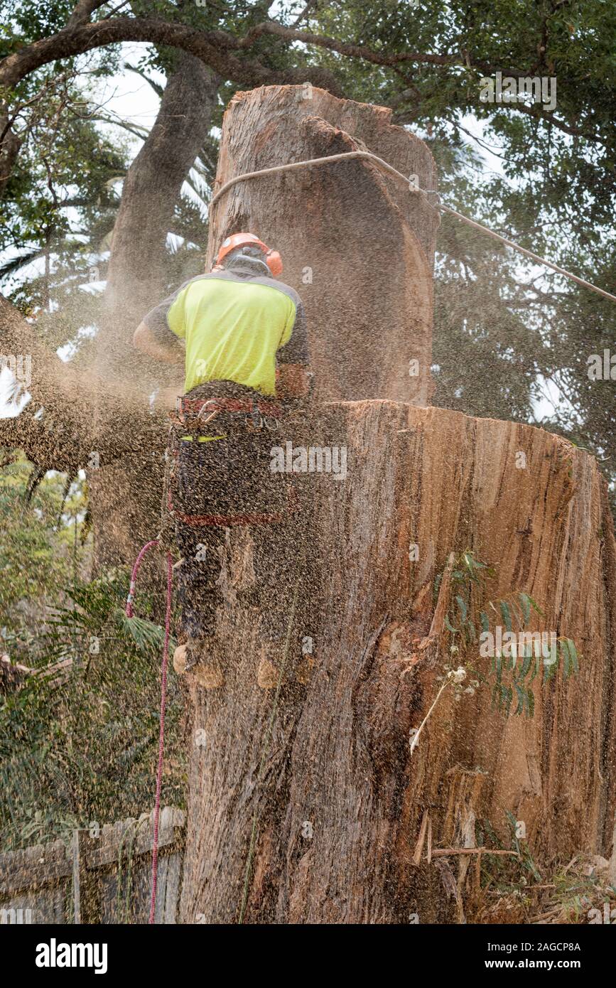 An arborist tree lopper with equipment around his waist, wearing high