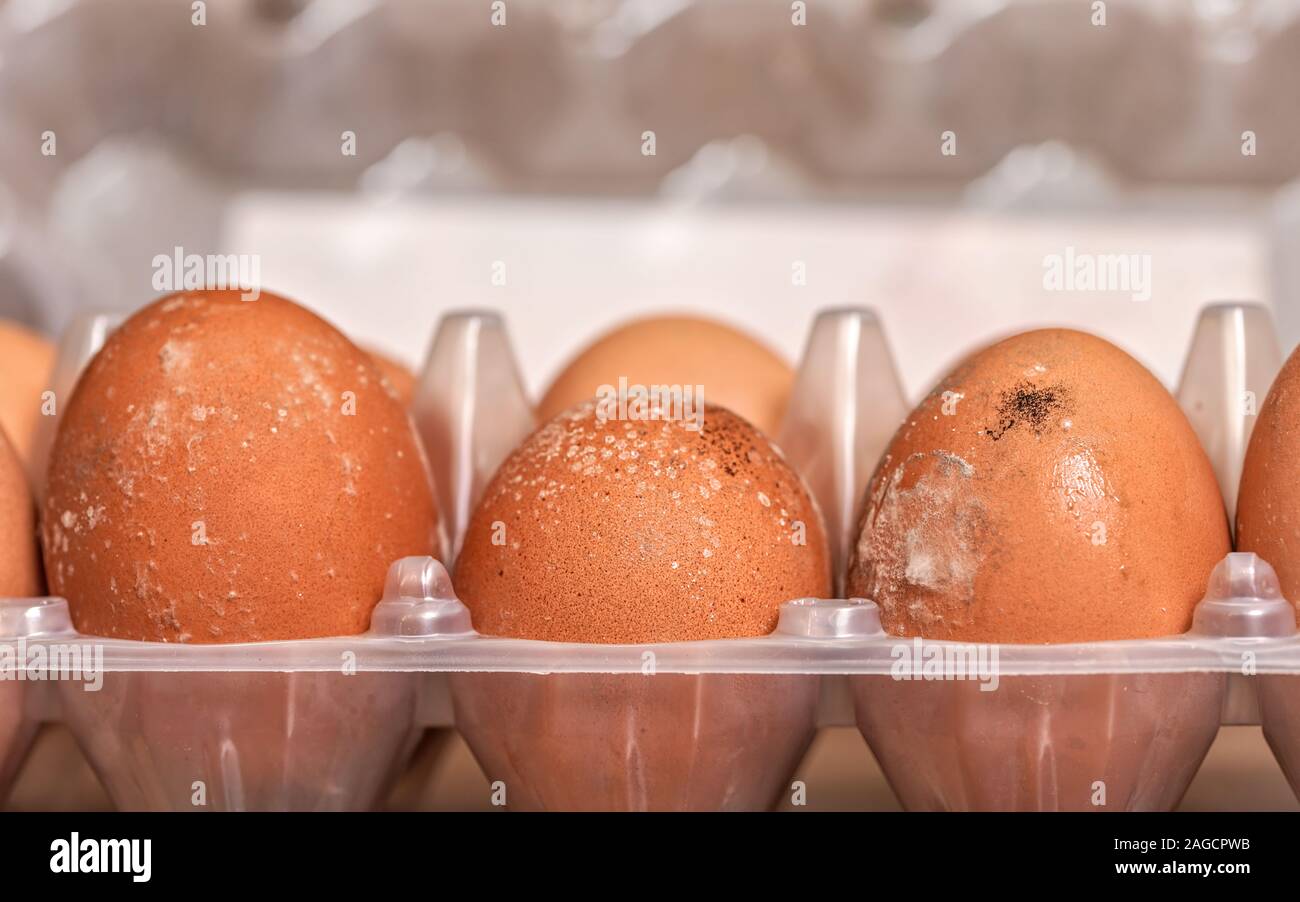 Mildew mould growing on shells of eggs stored improperly in damp fridge for long time Stock Photo