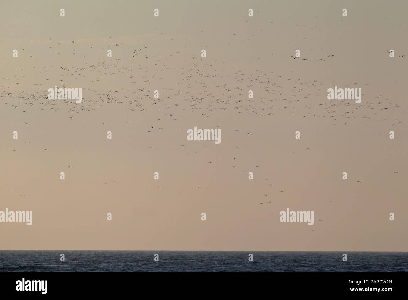A huge flock of Lesser Black-backed Gulls (Larus fuscus intermedius) at teh German North Sea Stock Photo