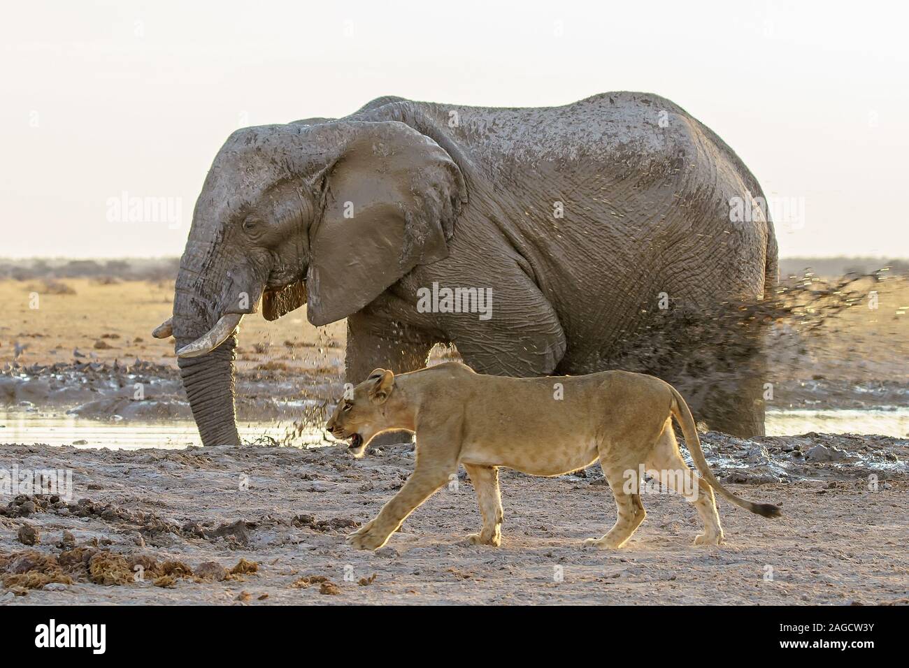 Greasy African elephant in the dirt friendly walking with an African lion Stock Photo
