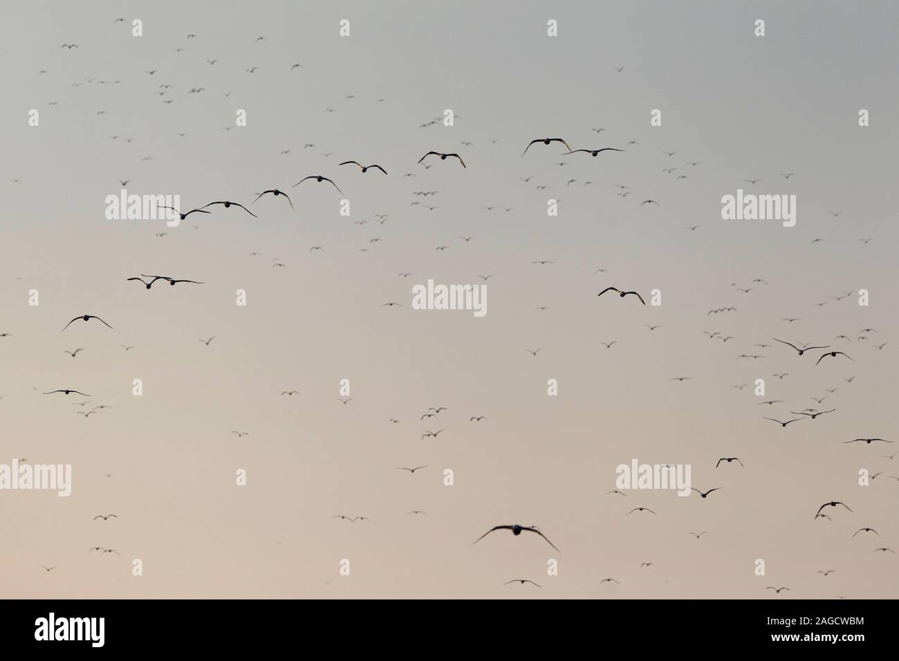 A huge flock of Lesser Black-backed Gulls (Larus fuscus intermedius) at teh German North Sea Stock Photo