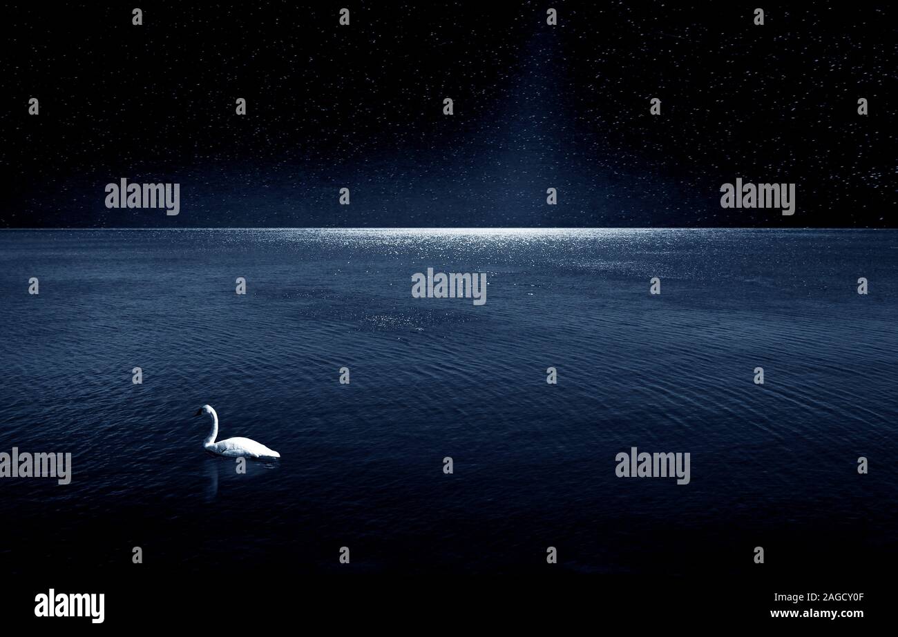 White swan swimming in water with the night sky reflecting on it