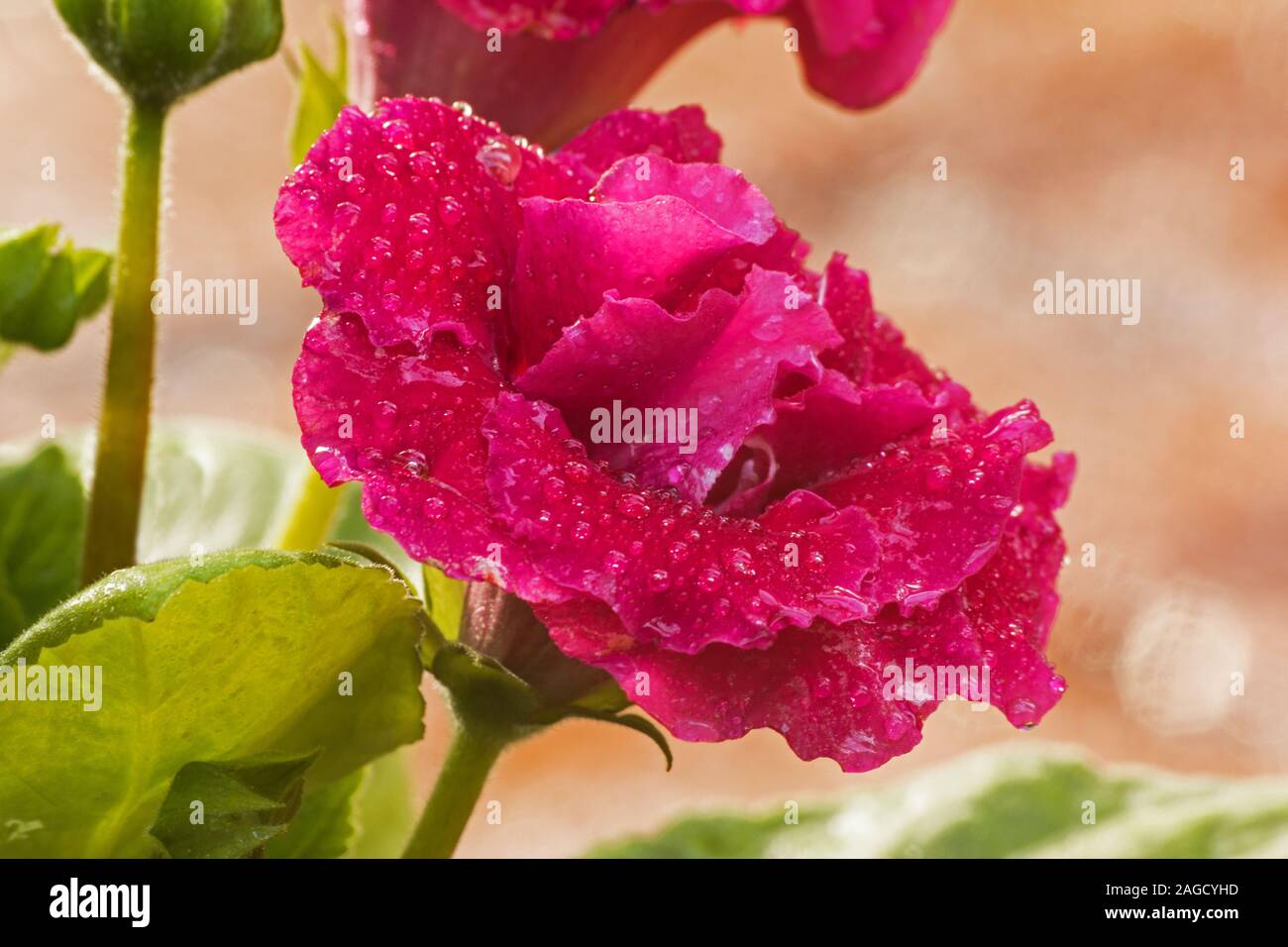 Gloxinia Flower High Resolution Stock Photography And Images Alamy