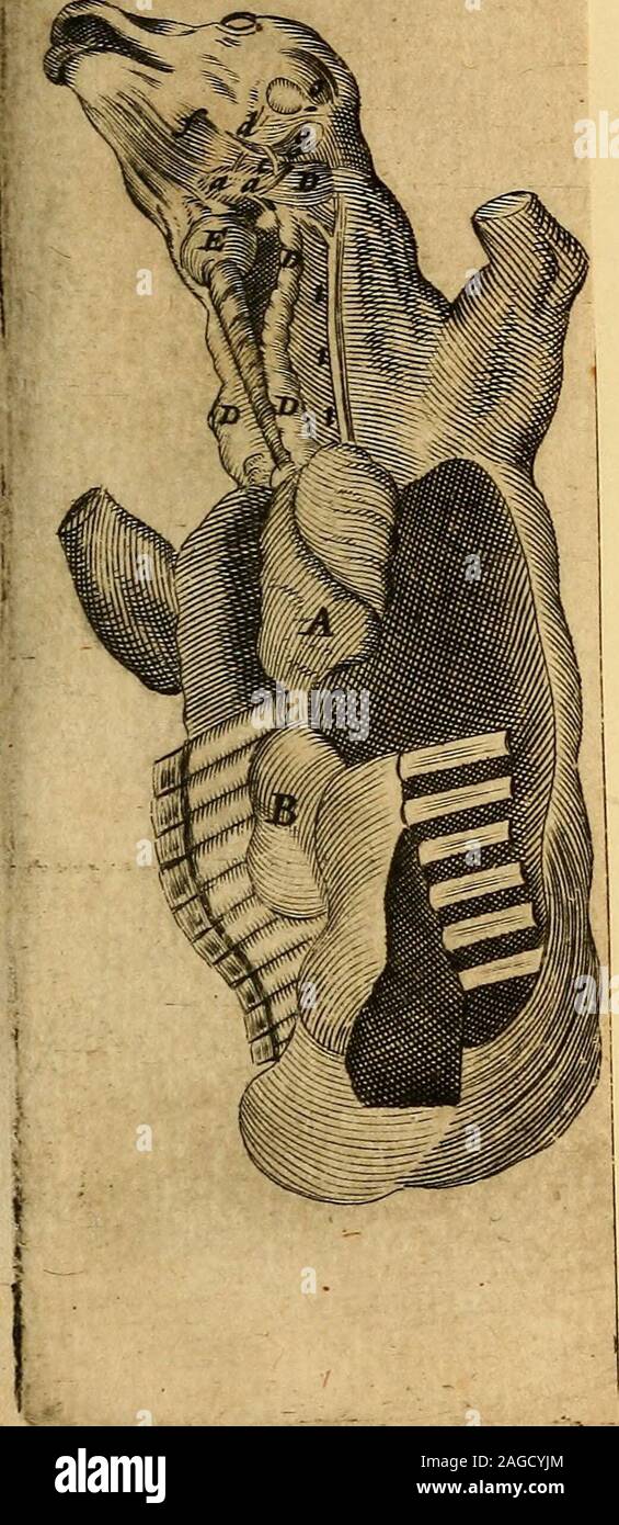 . Adenographia : sive glandularum totius corporis descriptio. fem nafcituro, amplo vftulim. prin^ p4 Vethymo, principio incipit paulo fupra finiftram cor-dis auriculam , pericardio adhaerens ^ ubipars ejus inferior a corde ad fupremamcoftam protenfa, in anguftum quafi col-lum ppUicarilatitudine contrahitur, quodinterfpinam dorfi & vafa majora thora-cem egreditur. Namhic defunt clavicula?,Thymus fic egreftus, mox iterum grande-fcic.&gt; & trium circiter poUicum fpacio fu-pra coftam diftam bifariam dirimitur par-tefque ejus fic divife, utrinque ad afperaearteriae latera perreptantes, & glandulas Stock Photo