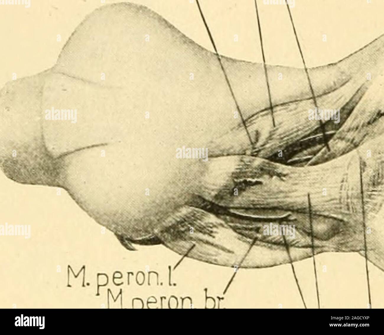 . The American journal of anatomy. ^^ M.add mapn / ?-^1 /^^ ^ M.hl.caftbr.isch. cap.] peron. AMERICAN JOURNAL OF ANATOMY—VOL. VI THE NERVES AND MUSCLES OF THE LEG CHARLES R.BARDEEN PLATE IX(Figs. 1-3) M.Tib.anTM.tib.Qnt I ^^ N.peron.prof.. Stock Photo