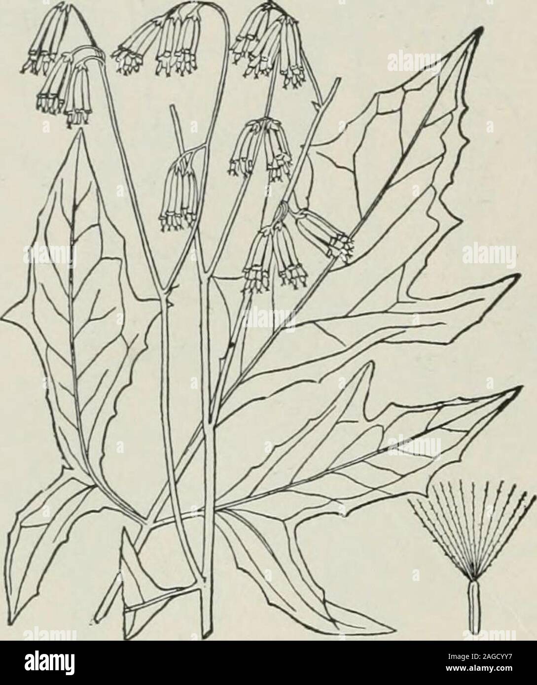 . An illustrated flora of the northern United States, Canada and the British possessions : from Newfoundland to the parallel of the southern boundary of Virginia and from the Atlantic Ocean westward to the 102nd meridian. 336 CICHORIACEAE. Vol. III.. In fields and thickets, Massachusetts to southern New York, Florida, Alabama, Kentucky andMississippi. Canker-weed. Rattlesnake-root. White lettuce. Snake-gentian. July-Oct. Nabalus cylindricus Small, of the southern mountains, ranging north to Kentucky, differs byan elongated narrow panicle. 4. Nabalus trifoliolatus Cass. Tall Rattle-snake-root. Stock Photo