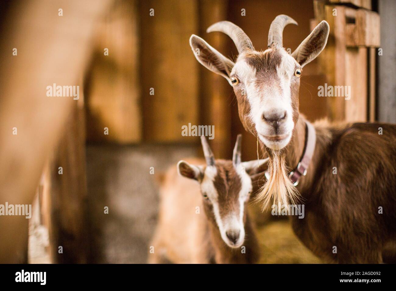Baby goat video hi-res stock photography and images - Alamy
