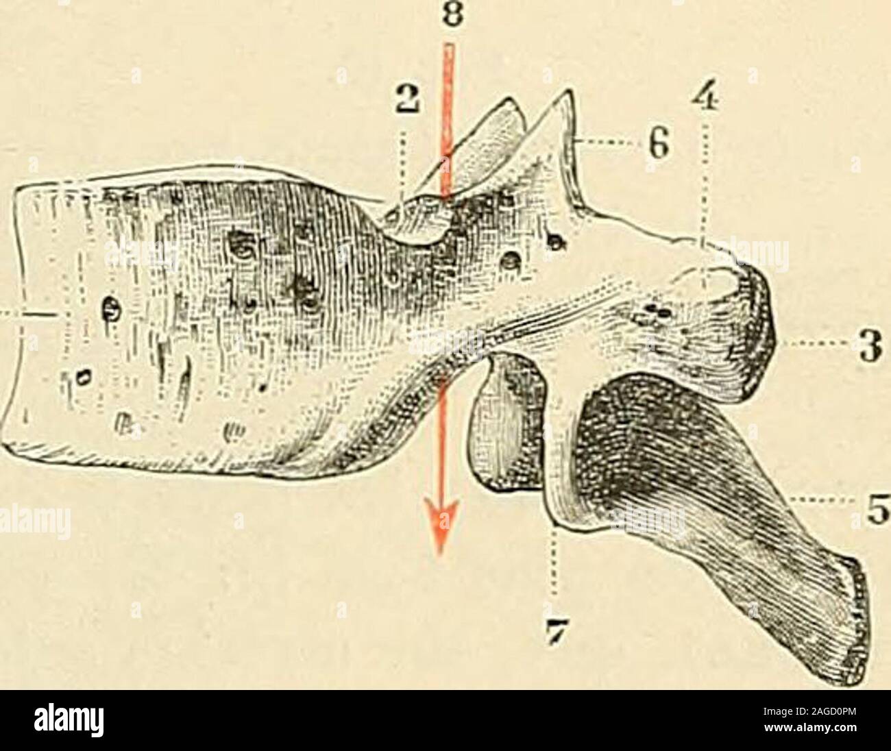 . Traité d'anatomie humaine : anatomie descriptive, histologie, développement. Fig. 35. Première vertèbre dorsale, vue latérale. 1, corps. — L2. 2, ses crochets latéraux. — 3, facettearticulaire supérieure pour la tète de la première côte. -4. demi-facette articulaire inférieure pour la deuxième cjle. — 5, apophyse épineuse. — 6, apophyse articulairesjpéricurc. — 7, apophyse articulaire- inférieure. Fig. 39. Dixième vertèbre dorsale, vue latérale. i, corps, — 2, demi-facette articulaire supérieurepour Ja tète de la dixième cite. — 3, apophyse trans-verse, avec 4, sa facette articulaire pour la Stock Photo