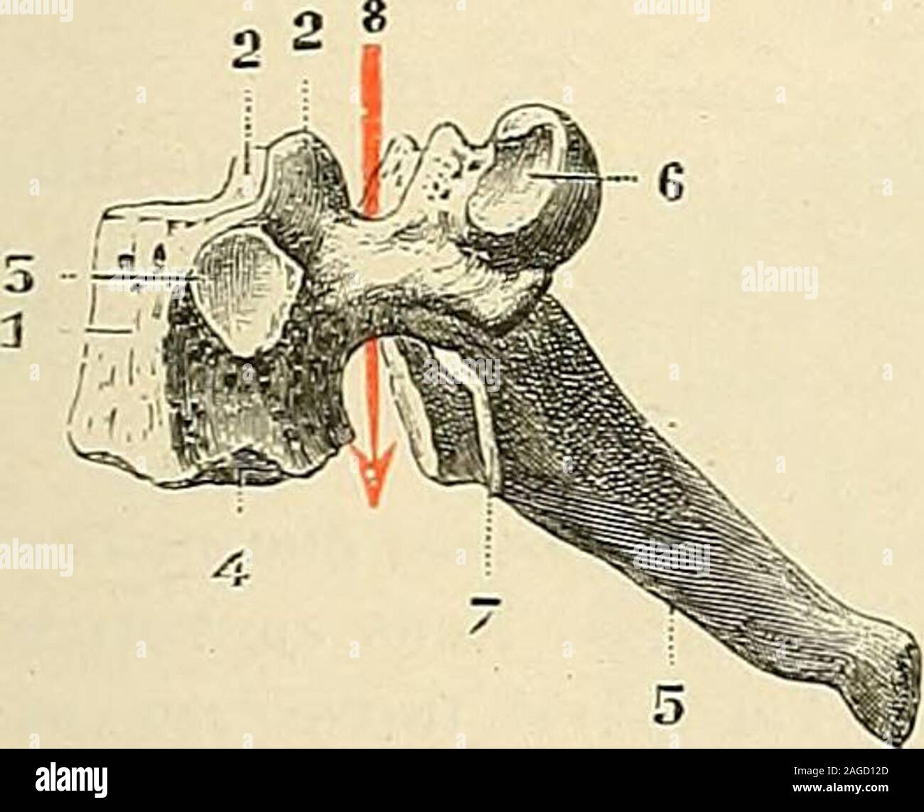 . Traité d'anatomie humaine : anatomie descriptive, histologie, développement. rifices, plus petits encore que celui quon rencontreordinairement. Notons enfin, à propos de la proéminente, que lon rencontre parfois sur lapartie inférieure du corps vertébral, une toute petite facette articulaire, destinée àsarticuler avec la première côte. 5J Première vertèbre dorsale. — La première dorsale (fig. 38) est encore unevertèbre de transition : elle rappelle les vertèbres cervicales par ses apophysesarticulaires, par son pédicule et avant tout par son corps, dont la face supérieureprésente les deux cr Stock Photo
