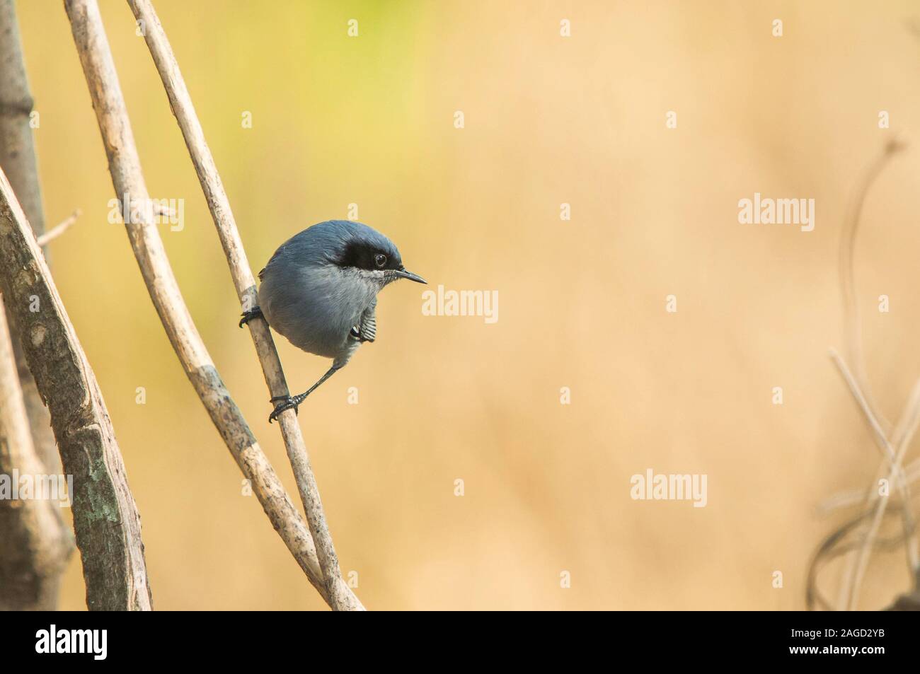 Closeup shot of a blue-grey gnatcatcher bird perched on a branch with a blurred background Stock Photo
