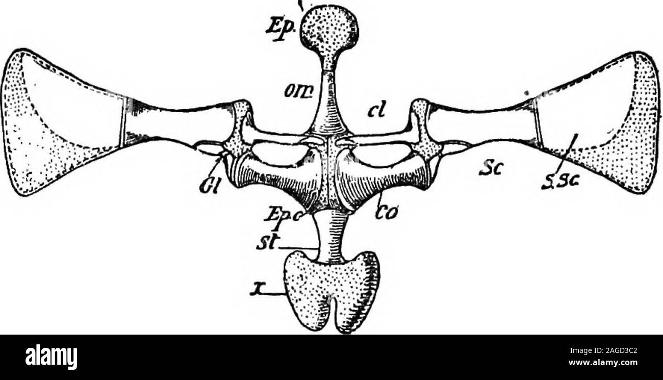 File:Pectoral girdles-en.svg - Wikipedia