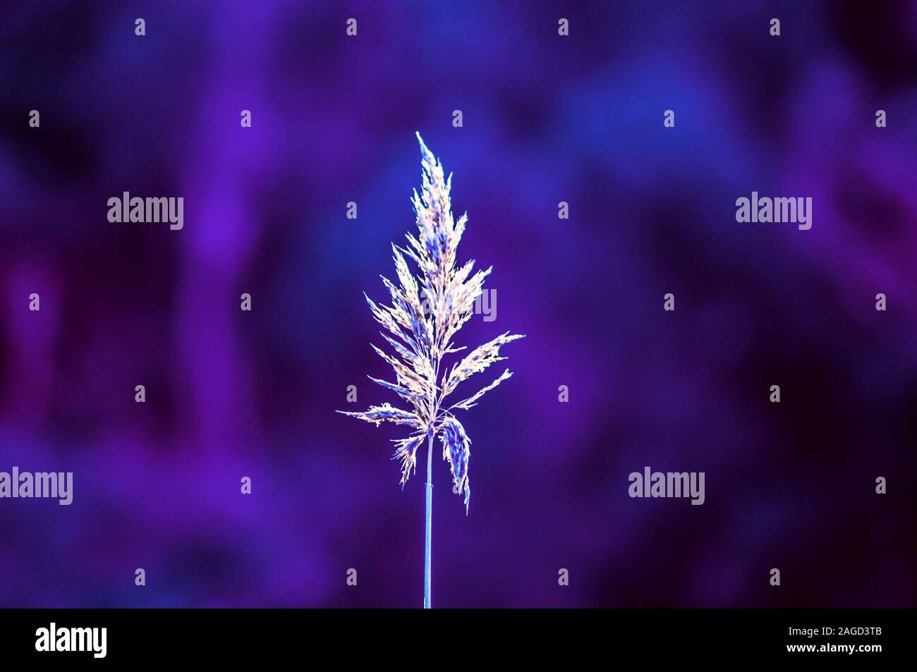 Selective focus shot of an exotic white plant with a purple background Stock Photo