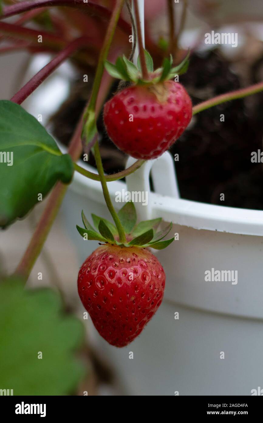 Strawberries in hanging pot Stock Photo Alamy