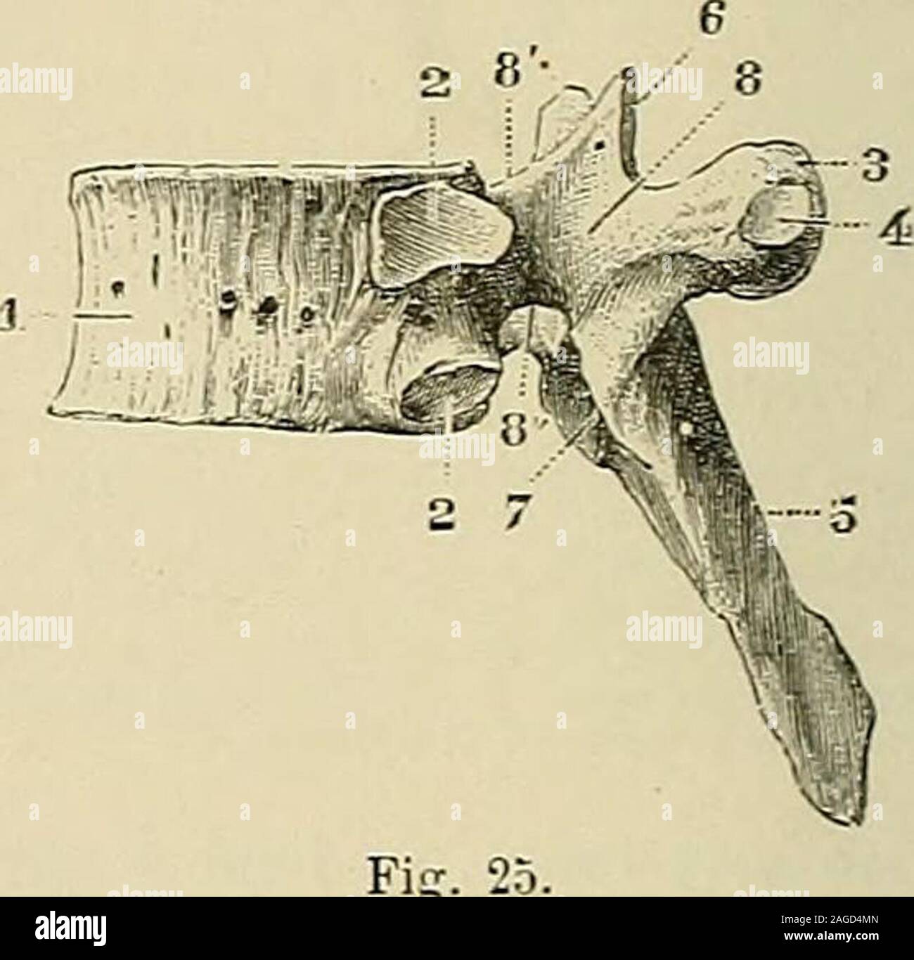. Traité d'anatomie humaine : anatomie descriptive, histologie, développement. Fig.Vertèbre dorsale, vue den haut. t, corps. — 2, trou. — 3, apophyse épineuse. — 4, 4, apophyses transverscs. avec leur facette articu-laire pour la tubérosite de la côle correspondante. — 5, apophyses articulaires supérieures. — 0, lame. —7, pédicule. — 8, demi-facette articulaire supérieurepour la tète des côtes. — !&gt;, saillie latérale déterminéepar là demi-facette articulaire inférieure.. Vertèbre dorsale, vue latéralement. t. corps. , demi-facettes articulaires supérieure et inférieure pour la tète des côte Stock Photo