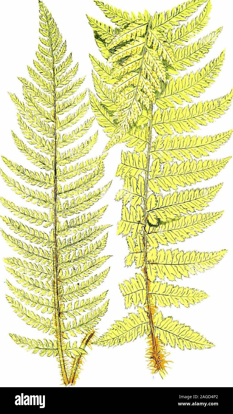 . British ferns and their varieties. acutelypointed, and the varieties are generally proliferous. The term acutilobum has been substituted for proli/erum, so many otherforms bearing bulbils. (See Appendix No. LXXVI). Acuto-gracile (Plate XXIX).—Found near Ottery St. Mary byMr. G. B. Wollaston ; a dwarf form with acutely pointed pinnules. Alatum (Plate XXIX).—A remarkable form, the normal wedge-shaped bases of the pinnules being much widened at point of attach-ment so as to form a continuous wing connecting them. Brachiatum.—Found in Devon by Mr. Hillman ; this form isvery wide at the base, the Stock Photo