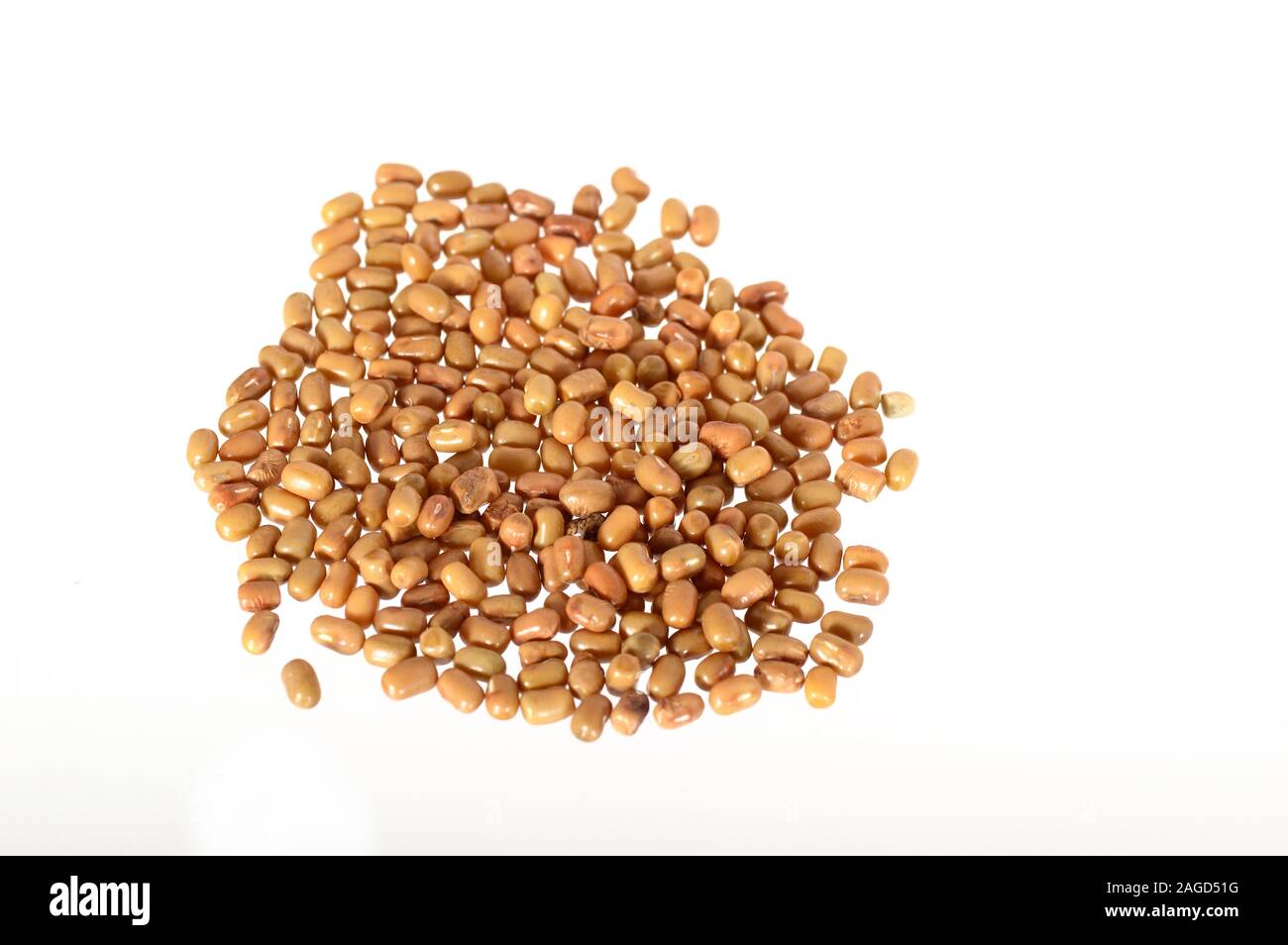 Closeup Of Moth Beans, Indian name Matki, Closeup of moth beans a