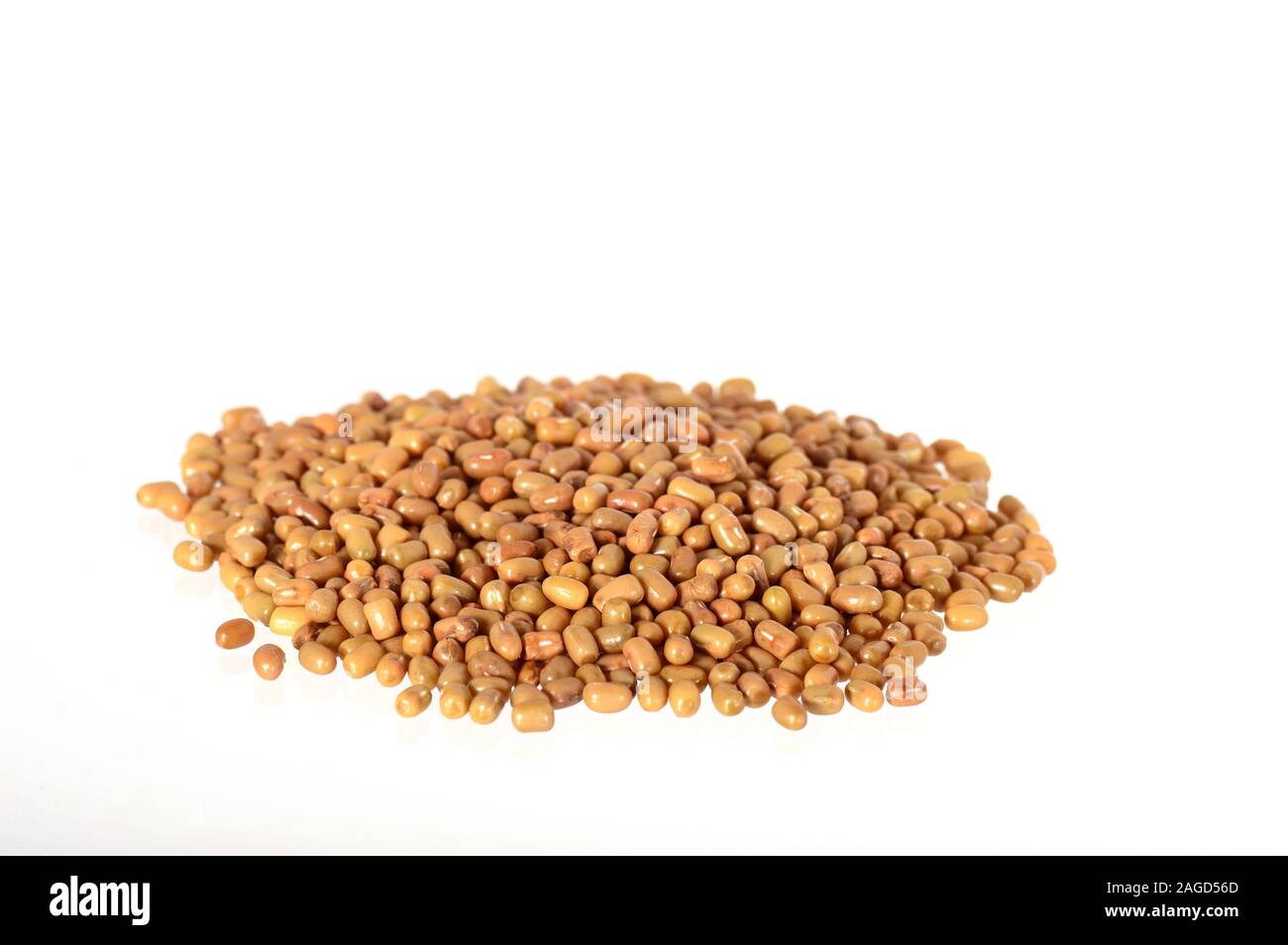 Closeup Of Moth Beans, Indian name Matki, Closeup of moth beans a
