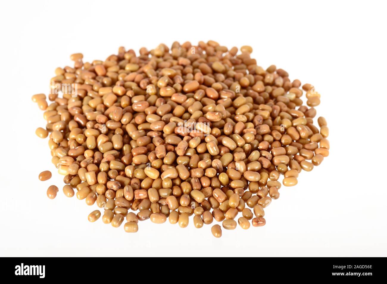 Closeup Of Moth Beans, Indian name Matki, Closeup of moth beans a
