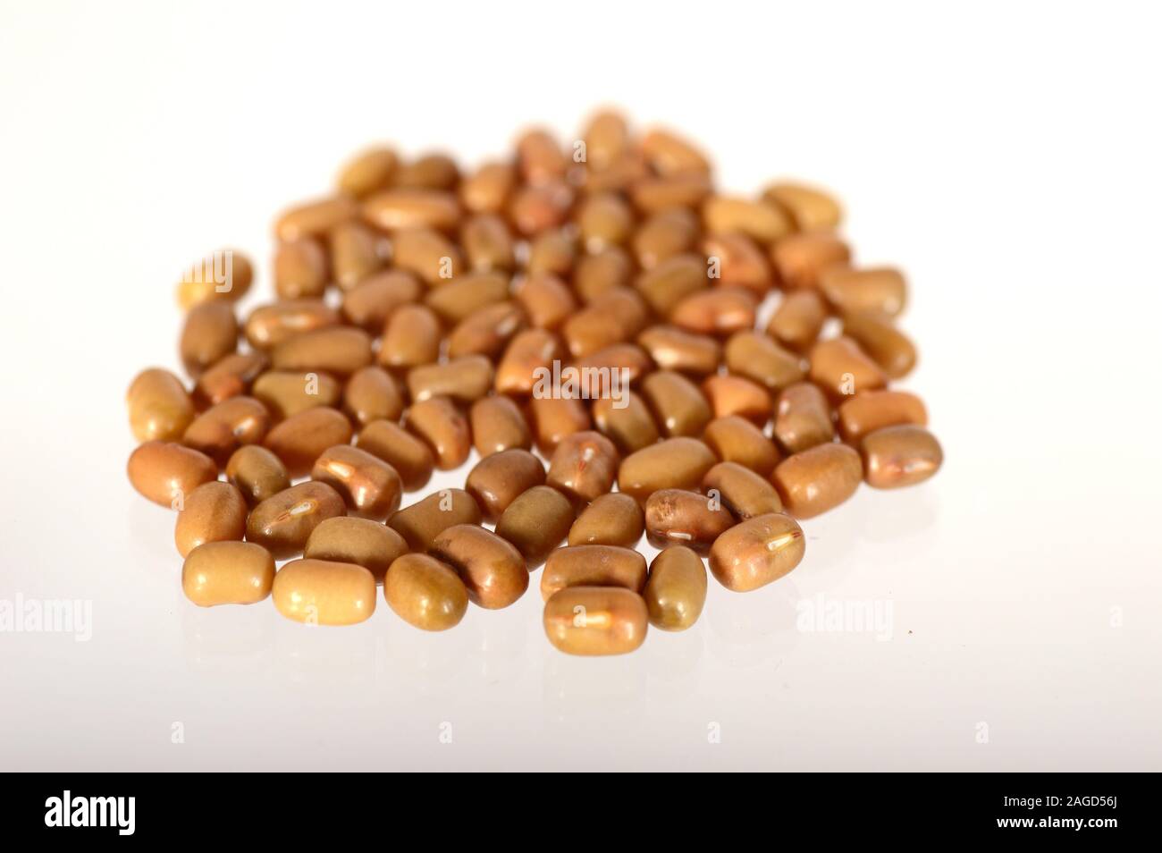 Closeup Of Moth Beans, Indian name Matki, Closeup of moth beans a