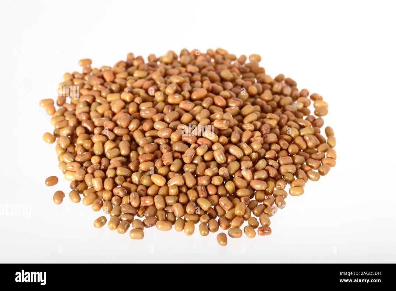 Closeup Of Moth Beans, Indian name Matki, Closeup of moth beans a