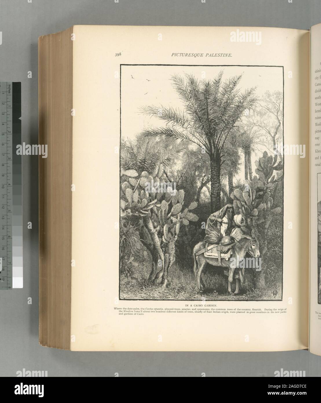 Colonel Wilson, ed.; In a Cairo garden.  Where the date-palm, the Cactus optunia, almond-trees, acacias, and sycamores, the common trees of the country, flourish.  During the reign of the Khedive Isma'îl about two hundred different kinds of trees, chiefly of East Indian origin, were planted in great numbers in the new parks and gardens of Cairo. Stock Photo