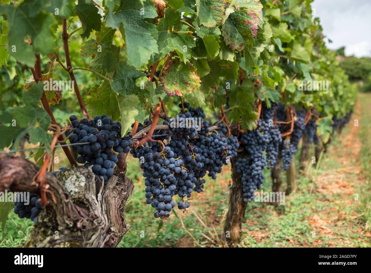 Red Grapes just before harvest on vine, SaintÉmilion, Bordeaux Region