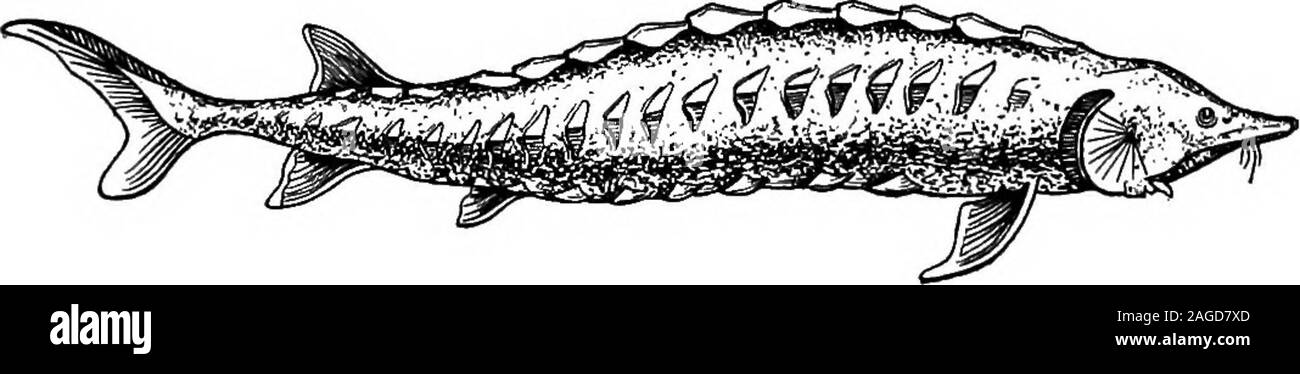 . Outlines of zoology. Fig. 304.—Larva of Polypterus (after Budgett), iJ inch in length. E.g., Large external gill of the hyoid arch; Pc., pectoral fins; Pv., pelvicfins. The larva is drawn in a very characteristic attitude. The following three orders are often grouped as Actino-pterygii, with the following characters. The paired fins arenever lobate, they have short basal pieces, and are mainlysupported by dermal fin-rays. Order 2. Chondrostei—with cartilaginousinternal skeleton Living examples:—Sturgeon (Acipenser), Polyodon, Sca-phirhynchus.. Fig. 305.—Sturgeon [Acifenser siurio).Note the e Stock Photo