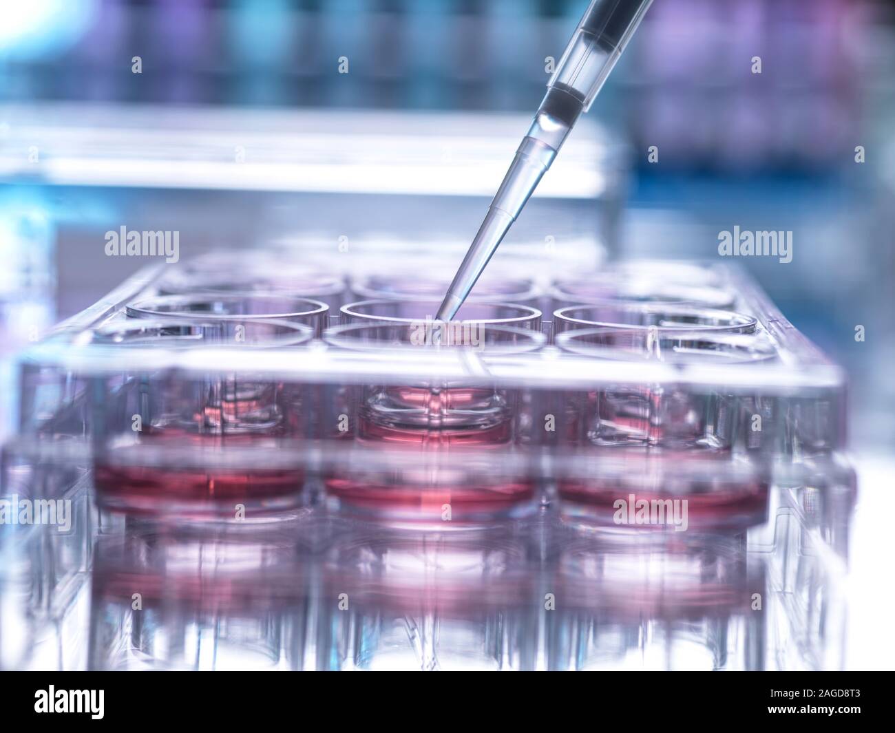 Cell sample being pipetted into multi well plate containing growth medium in laboratory Stock Photo