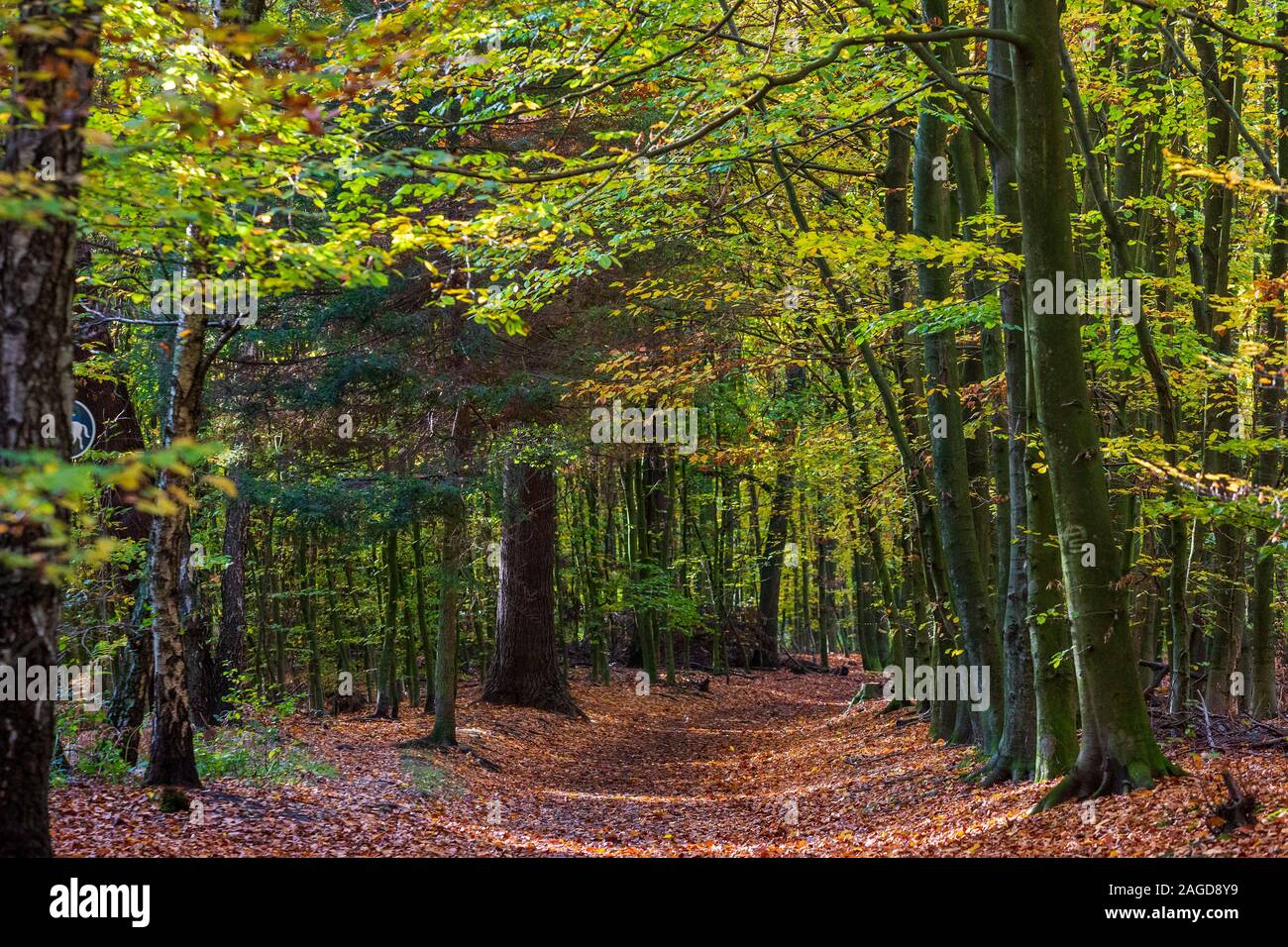 Beech trees (Fagus sylvatica). Colourful foliage in the woods, autumnal impressions. Stock Photo