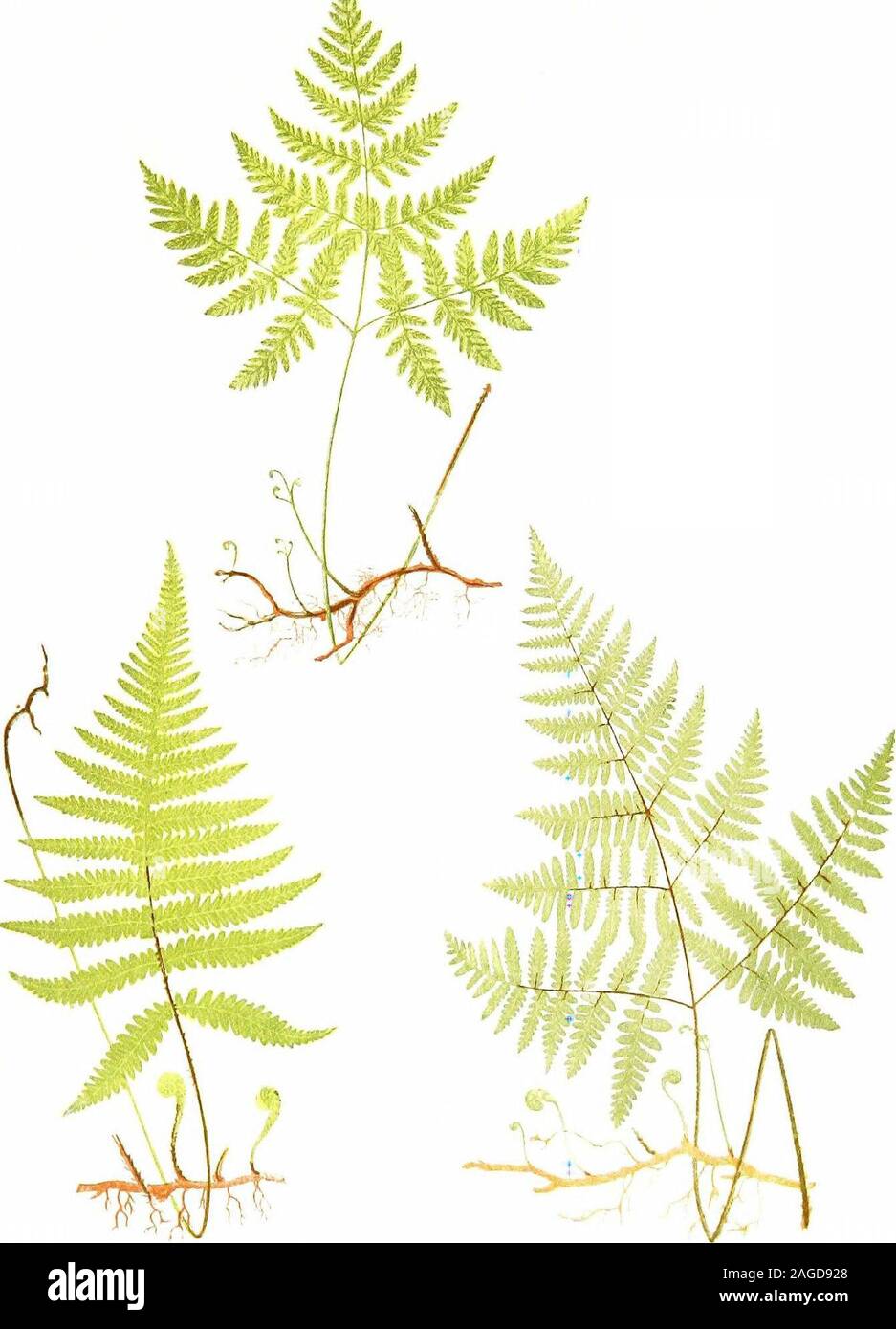 . British ferns and their varieties. vulgare, the Common Polypody, P.dryopteris, the Oak Fern, P. phegopteris, the Beech Fern, andP- calcareum {Robertianum), the Limestone Polypody. The namePolypodium signifies many-footed, the rootstocks travelling onor near the surface of the soil, and, as in the well-known HaresfootFern (Davallia), the growing tips resemble more or less hairy paws.In point of fact, however, many species, the Davallias themselvesto wit, do the same thing, but belong to quite different genera, theactual generic distinction of the Polypodium family being a fruc-tification, con Stock Photo