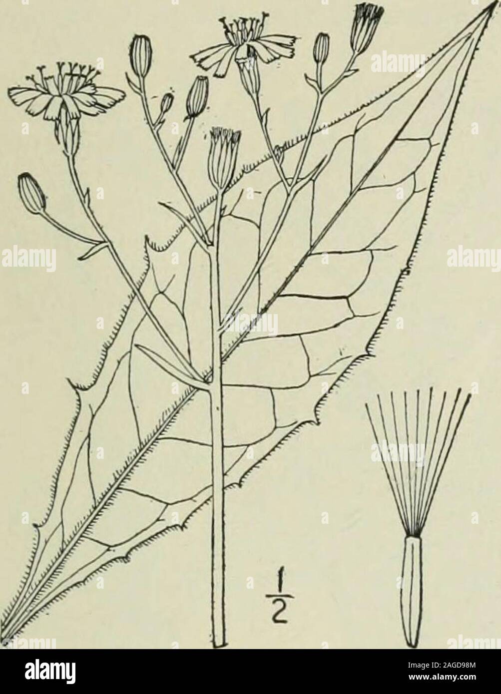 . An illustrated flora of the northern United States, Canada and the British possessions : from Newfoundland to the parallel of the southern boundary of Virginia and from the Atlantic Ocean westward to the 102nd meridian. d about Quebec. Adventive or fugitive fromEurope. French or golden lungwort. June-Aug. 2. Hieracium vulgatum Fries. Hawkweed. l^^ig- 4095- H. molle Pursh, Fl. Am. Sept. 503. 1814. Not Jacq. 1774.H. vulgatum Fries, Fl. Hall. 128. 1817-18. Similar to the preceding species, sometimes tallerand slightly glaucous; stem 2-5-leaved, pubescent orglabrate. Basal leaves oblong or lance Stock Photo