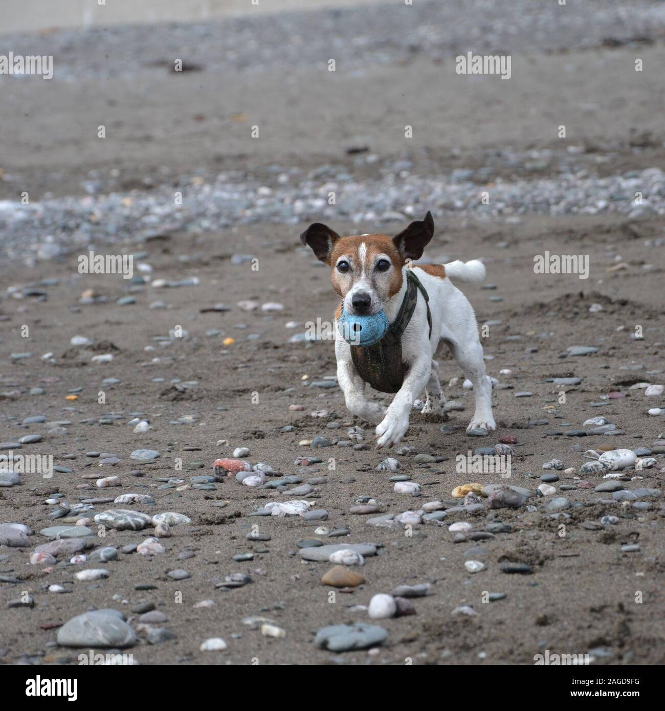 A white and tan Jack Russell terrier running over stones on a beach with a blue ball in his mouth Stock Photo