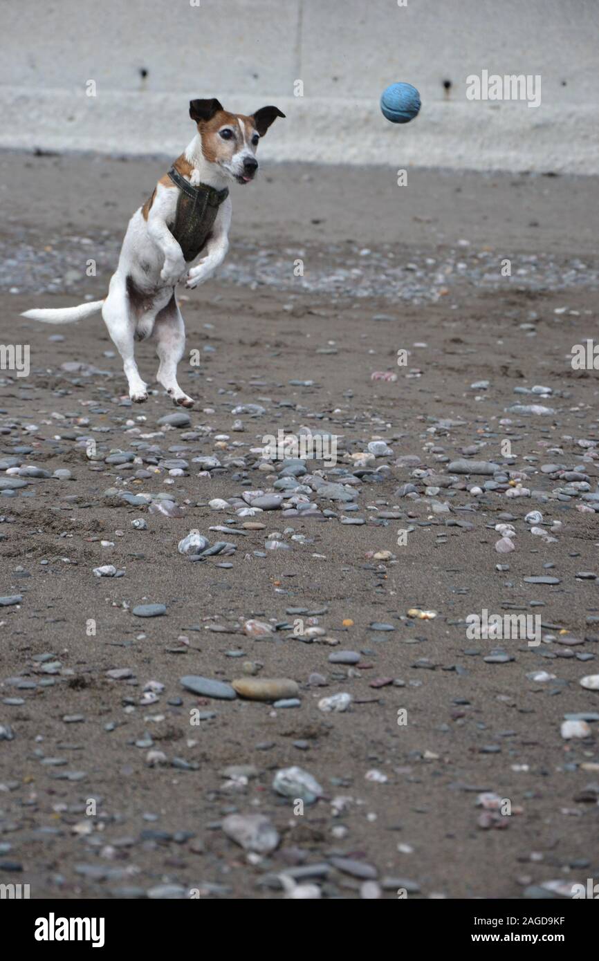 A white and tan Jack Russell terrier dog playing on a beach, jumping in the air trying to catch a blue ball Stock Photo