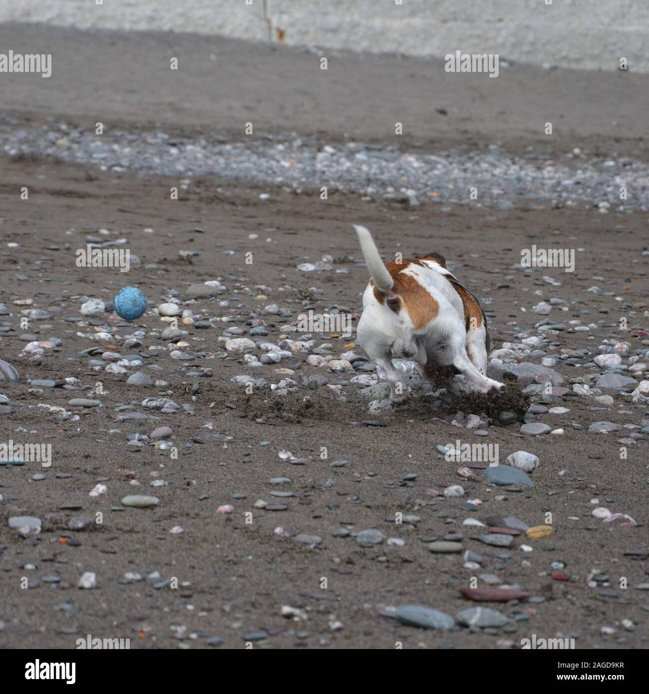 A white and tan Jack Russell terrier dog is playing on a pebble beach, and turns fast, skidding on sand, to try to catch a bouncing blue ball Stock Photo