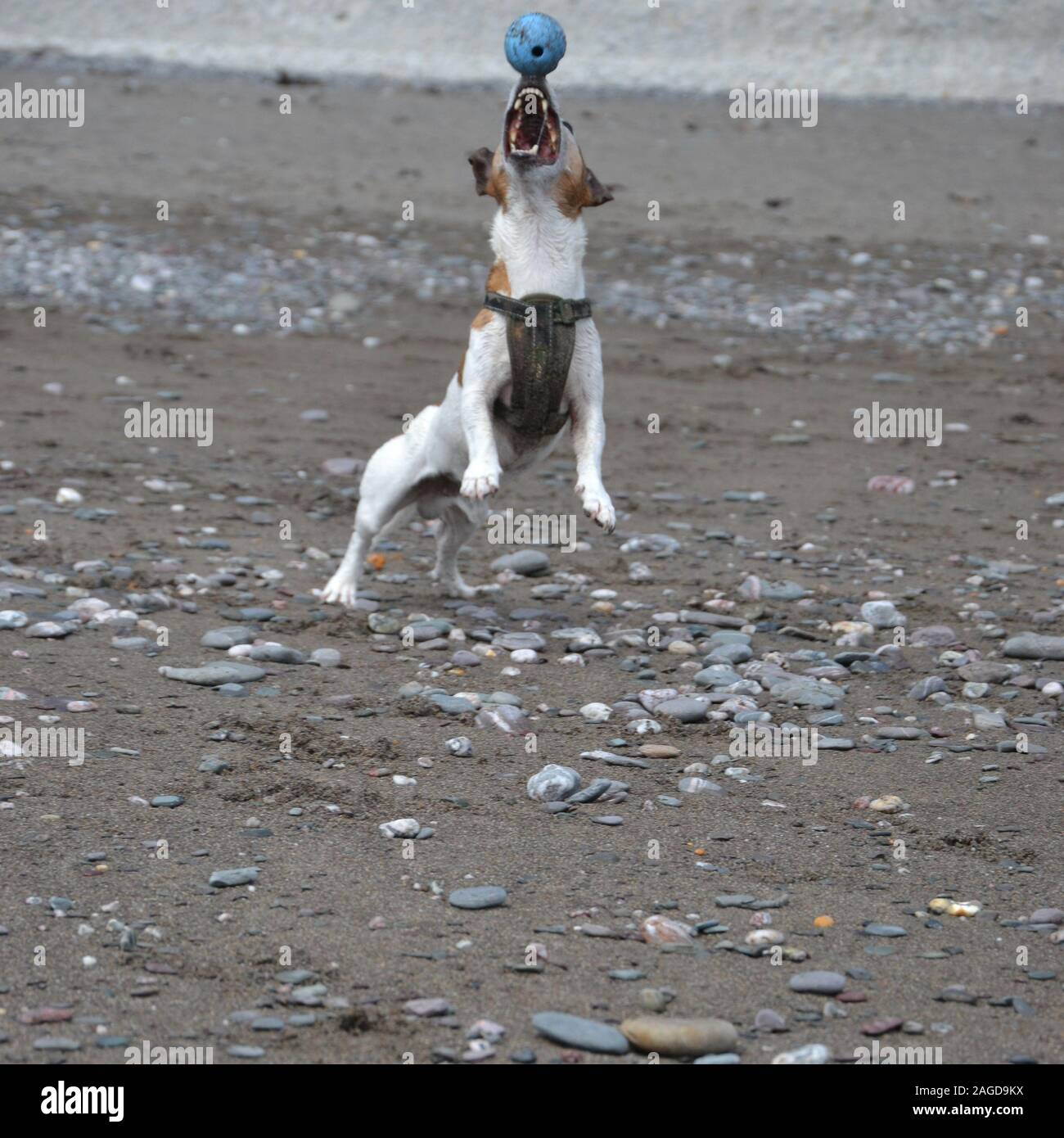 A white and tan Jack Russell terrier dog leaps in the air with his mouth wide open, to grab a blue ball on a beach. All his teeth are visible, his paw Stock Photo