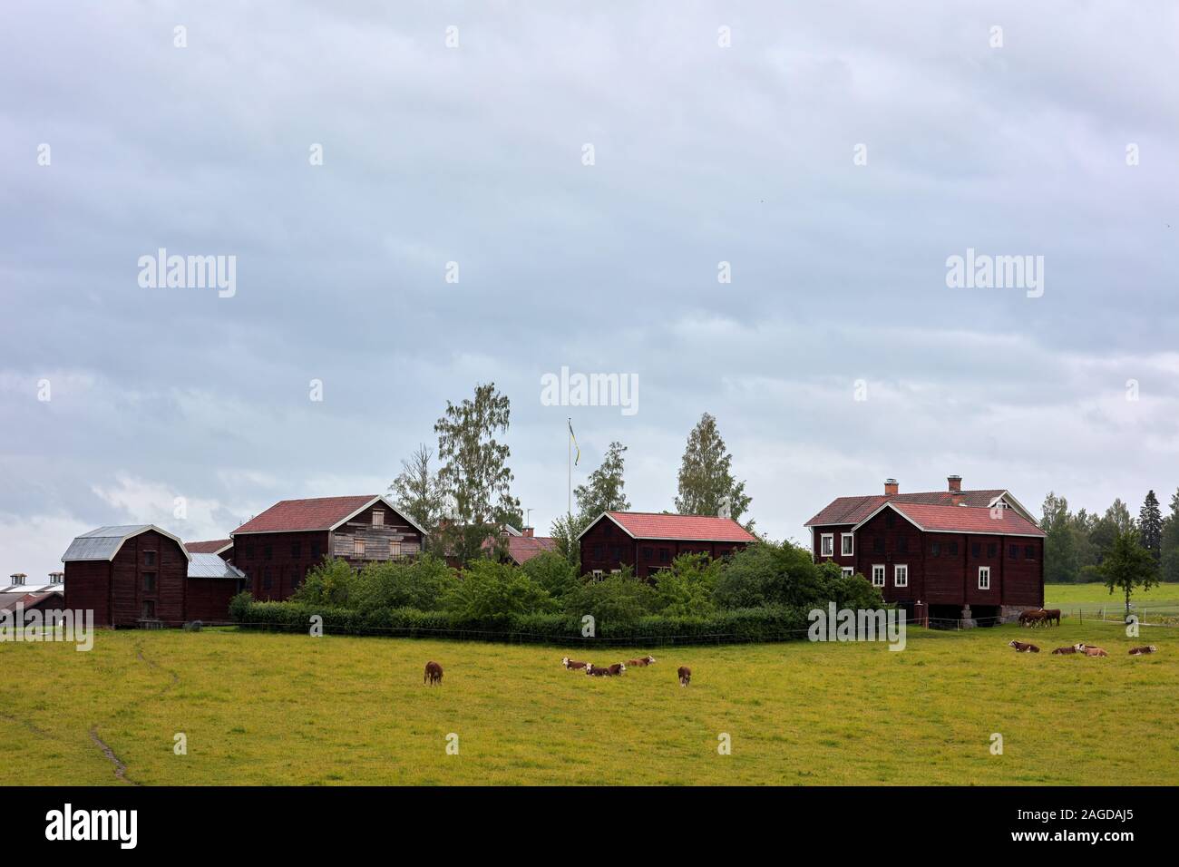 Group of houses near Delsbo, Hälsingland, Sweden with cattle around Stock Photo