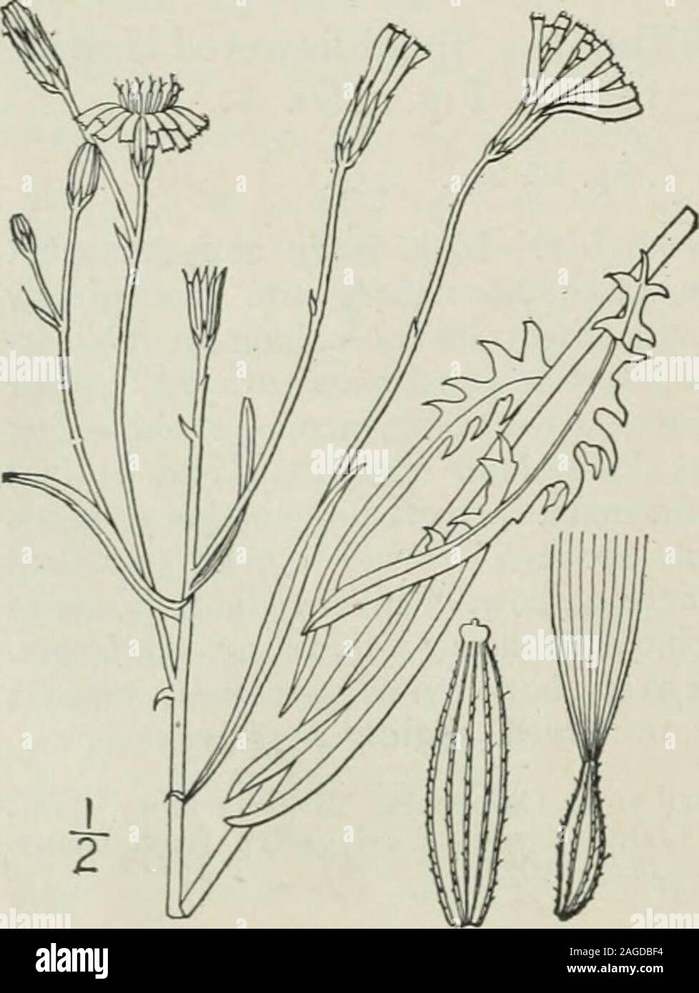 . An illustrated flora of the northern United States, Canada and the British possessions : from Newfoundland to the parallel of the southern boundary of Virginia and from the Atlantic Ocean westward to the 102nd meridian. 4. Crepis tectorum L. Narrow-leaved Hawks-beard. Fig. 4089. Crepis tectorum L. Sp. PI. 807. 1753. Annual; stem slender, puberulent or pubescent,leafy, branched, i°-2° high. Basal leaves lanceolate,dentate, or runcinate-pinnatifid, 4-6 long; stemleaves sessile, sometimes slightly sagittate at thebase, linear, entire, dentate, or lobed, their marginsrevolute; heads numerous, co Stock Photo