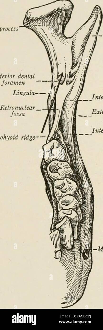 Mandibular Foramen High Resolution Stock Photography And Images Alamy