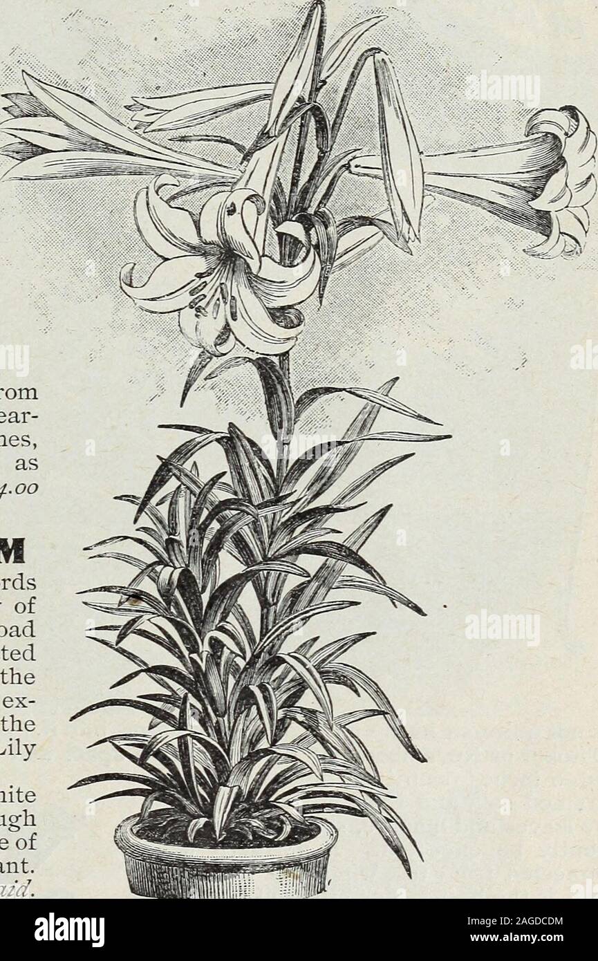 . Bulbs and seeds : autumn 1899. ol for thatday. If it is desired to havethem in bloom by Christmas,the bulbs should be ordered assoon as you receive this cata-logue and then planted as earlyas possible. Large Bulbs, measuring 7 to9 inches in circumference, andproducing 5 to 7 flowers. 2^cents each; $2.^0 dozen,postpaid. Mammoth Bulbs, measuring from9 to II inches in circumference, bear-ing 8 to 14 flowers, and sometimes,under high cultivation, as many as20 flowers. 40 cents each; $4.00dozen, postpaid. LILIUM SPECIOSUM The famous Japan Lily. No wordscan overstate the brilliant beauty ofthis ch Stock Photo