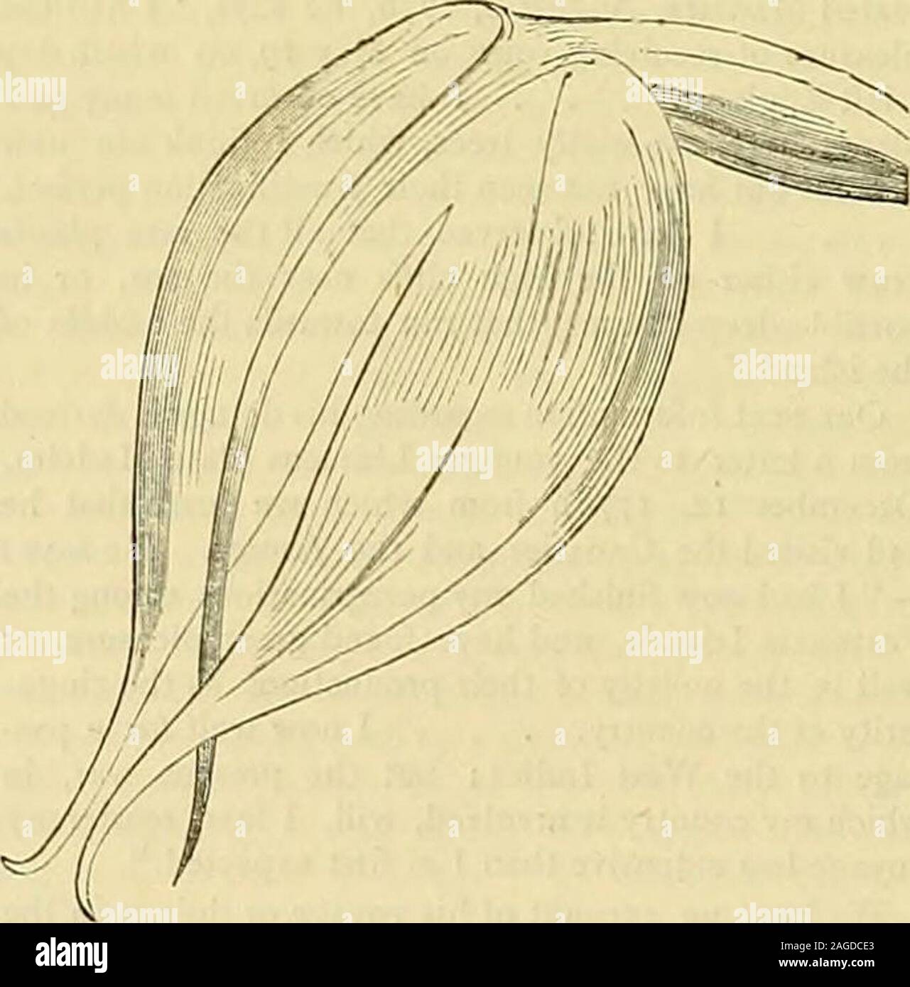 . The Gardeners' chronicle : a weekly illustrated journal of horticulture and allied subjects. S^ Fig. 6z.—masdevallia lindeni. Messrs. Low. This has a yellow-orange flower,and belongs to the polysticta group, its nearestally being M. trideus.M. leontoglossa, Rchb. f., Bonplandia, iii., p. 69 ;Walp. Ann. vi., p. 191 ; Gard. Chro/i., n,s., xv.,p. 234.—New Grenada, First discovered by. S3- Fig, 63.—masdevallia rosea (see p. 337). Hermann Wagener. Cultivated by Mr. E. Wright, Gravelly Hill, near Birmingham.{M. lilacina : a name in Mr. Bulls Catalogue for i£8o.)M. Lindeni, Andre, ///. Hori. 1S70, Stock Photo