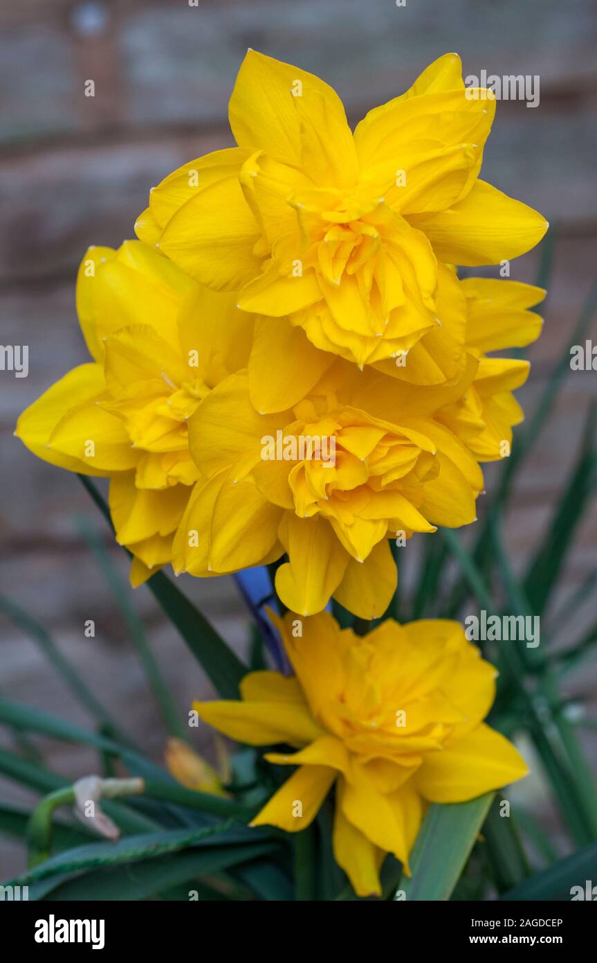 Close up detail of Narcissus Golden Ducat in flower in spring.  Narcissi Golden Ducat is a division 4 double daffodil with golden yellow flowers. Stock Photo
