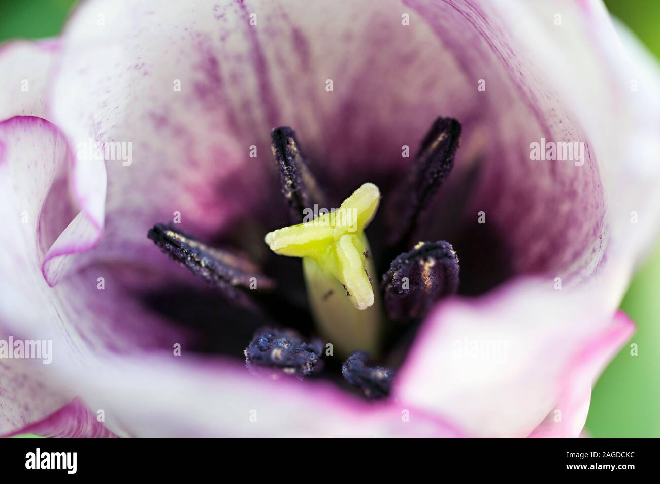 Close up of a Shirley tulip showing stigma and stamen. A white and purple edged bowl shaped tulip belonging to the Triumph group of tulips Division 3 Stock Photo