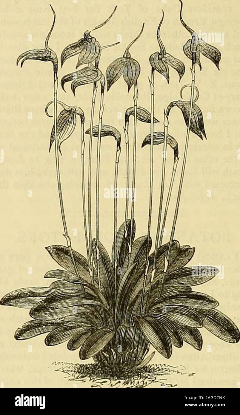 . The Gardeners' chronicle : a weekly illustrated journal of horticulture and allied subjects. d. Chron., n.s., viii., p. 38.—Ecuador, Lehmann. Introduced for. S^ Fig. 6z.—masdevallia lindeni. Messrs. Low. This has a yellow-orange flower,and belongs to the polysticta group, its nearestally being M. trideus.M. leontoglossa, Rchb. f., Bonplandia, iii., p. 69 ;Walp. Ann. vi., p. 191 ; Gard. Chro/i., n,s., xv.,p. 234.—New Grenada, First discovered by Stock Photo