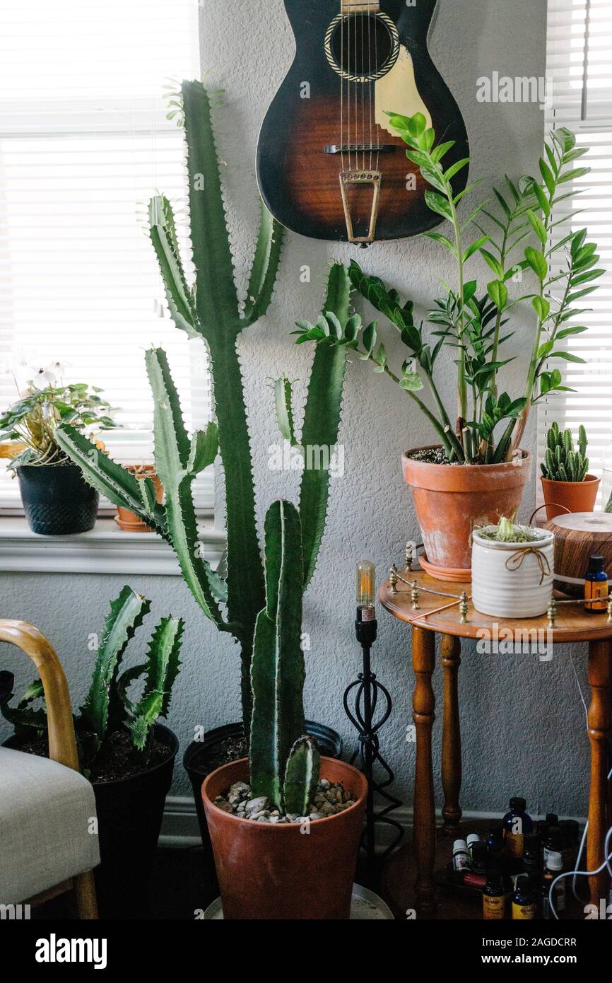 WACO, UNITED STATES - Nov 17, 2019: Plants inside of a plant lovers